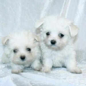 MALTESE TERRİER CİNSİ