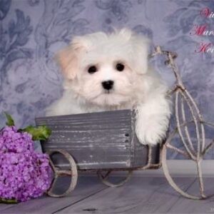 MALTESE TERRİER CİNSİ