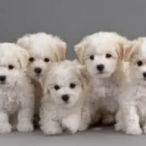 MALTESE TERRİER CİNSİ