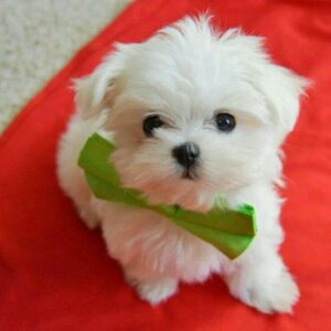MALTESE TERRİER CİNSİ
