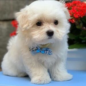 MALTESE TERRİER CİNSİ