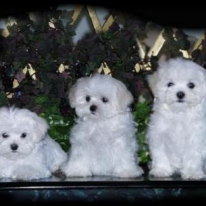 MALTESE TERRİER CİNSİ