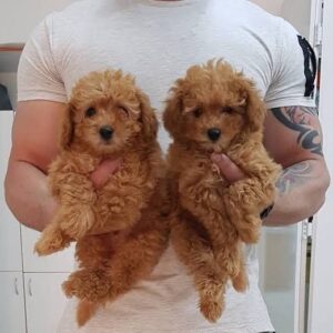 KIPKIRMIZI RED TOY POODLE SEVİMLİ YAVRULAR