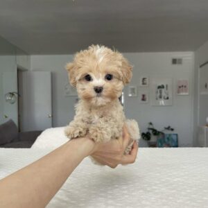 KAHVE TONLU MALTİPOO CİNSİ YAVRULAR EV ÜRETİMİ