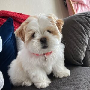 Shih tzu cinsi ev üretimi yavrular - fotoğraf 2