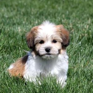 Shih tzu cinsi ev üretimi yavrular