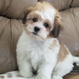 Shih tzu cinsi ev üretimi yavrular