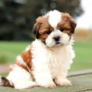 Shih tzu cinsi ev üretimi yavrular