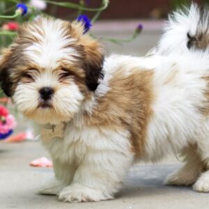 Shih tzu cinsi ev üretimi yavrular - fotoğraf 2