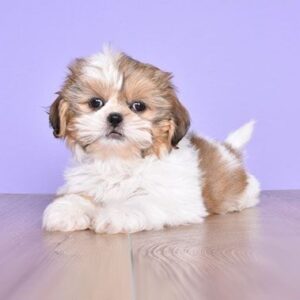 Shih tzu cinsi ev üretimi yavrular - fotoğraf 2