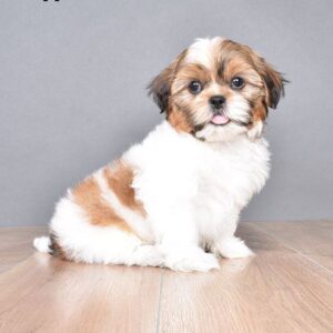 Shih tzu cinsi ev üretimi yavrular