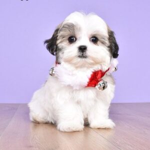 Shih tzu cinsi ev üretimi yavrular