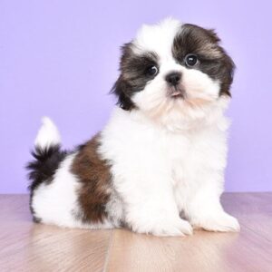 Shih tzu cinsi ev üretimi yavrular - fotoğraf 2
