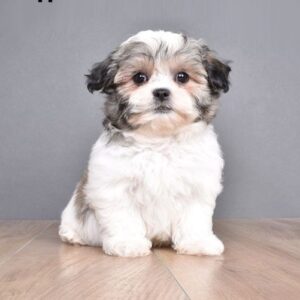 Shih tzu cinsi ev üretimi yavrular