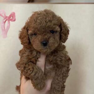 Toy poodle sevimli yavrular - fotoğraf 2