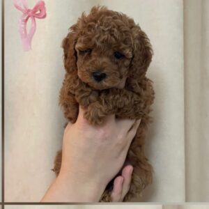 Toy poodle sevimli yavrular