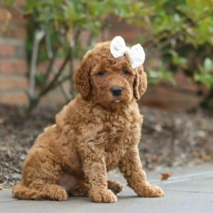 TOY POODLE SEVİMLİ YAVRULAR