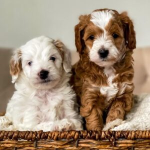 KAHVE TONLU MALTİPOO CİNSİ YAVRULAR EV ÜRETİMİ