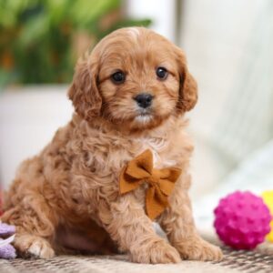 KAHVE TONLU MALTİPOO CİNSİ YAVRULAR EV ÜRETİMİ