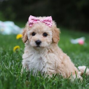 KAHVE TONLU MALTİPOO CİNSİ YAVRULAR EV ÜRETİMİ