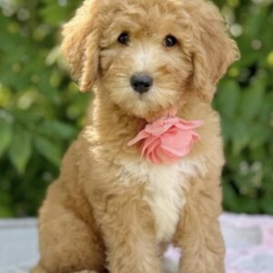 KAHVE TONLU MALTİPOO CİNSİ YAVRULAR EV ÜRETİMİ