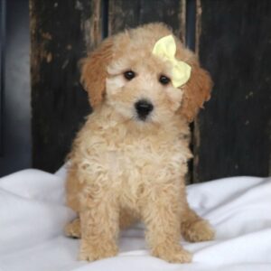 KAHVE TONLU MALTİPOO CİNSİ YAVRULAR EV ÜRETİMİ