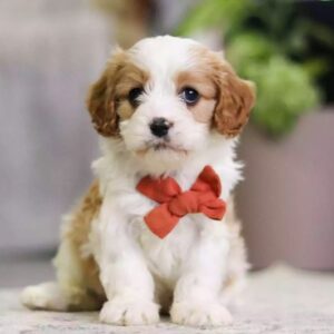 KAHVE TONLU MALTİPOO CİNSİ YAVRULAR EV ÜRETİMİ
