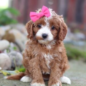 KAHVE TONLU MALTİPOO CİNSİ YAVRULAR EV ÜRETİMİ