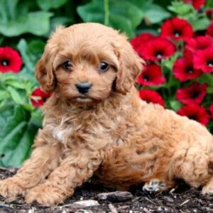 KAHVE TONLU MALTİPOO CİNSİ YAVRULAR EV ÜRETİMİ