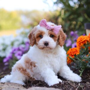 KAHVE TONLU MALTİPOO CİNSİ YAVRULAR EV ÜRETİMİ