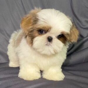 Shih tzu cinsi ev üretimi yavrular - fotoğraf 2