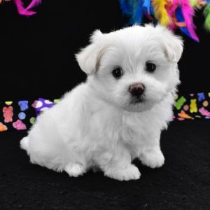 MALTESE TERRİER CİNSİ