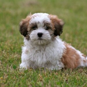Shih tzu cinsi ev üretimi yavrular - fotoğraf 2