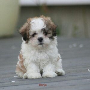 Shih tzu cinsi ev üretimi yavrular