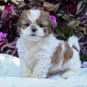 Shih tzu cinsi ev üretimi yavrular
