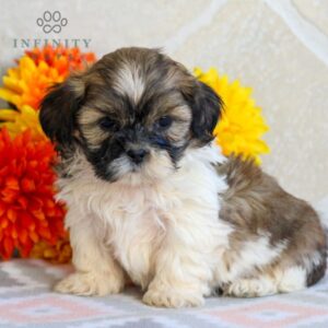 Shih tzu cinsi ev üretimi yavrular - fotoğraf 2