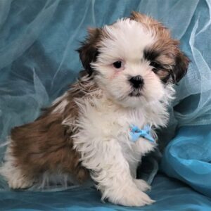 Shih tzu cinsi ev üretimi yavrular