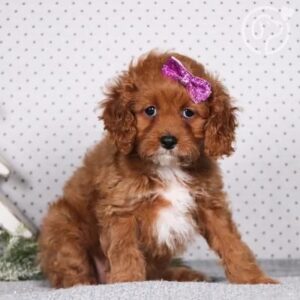 KAHVE TONLU MALTİPOO CİNSİ YAVRULAR EV ÜRETİMİ