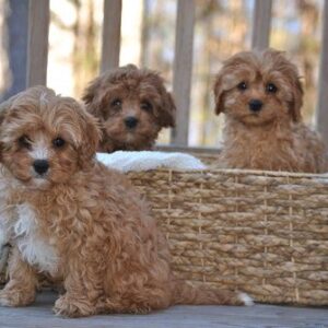 KAHVE TONLU MALTİPOO CİNSİ YAVRULAR EV ÜRETİMİ
