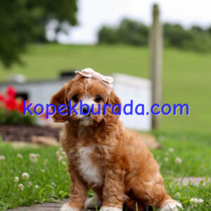 KAHVE TONLU MALTİPOO CİNSİ YAVRULAR EV ÜRETİMİ
