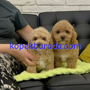 KAHVE TONLU MALTİPOO CİNSİ YAVRULAR EV ÜRETİMİ
