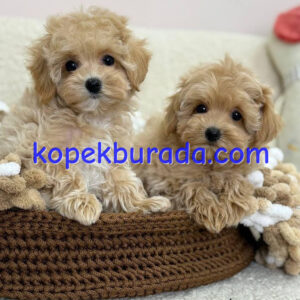 KAHVE TONLU MALTİPOO CİNSİ YAVRULAR EV ÜRETİMİ