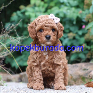 Kahve tonlu maltipoo cinsi yavrular ev üretimi - fotoğraf 2