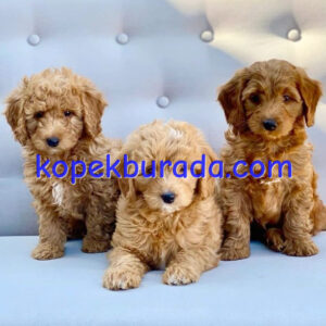 Kahve tonlu maltipoo cinsi yavrular ev üretimi