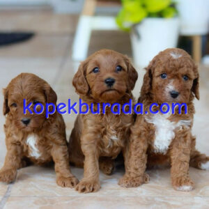 Kahve tonlu maltipoo cinsi yavrular ev üretimi