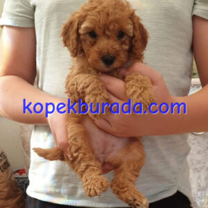 Kahve tonlu maltipoo cinsi yavrular ev üretimi - fotoğraf 2