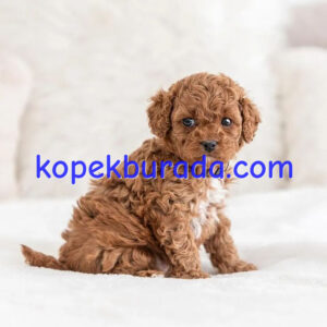 Kahve tonlu maltipoo cinsi yavrular ev üretimi - fotoğraf 2