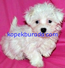 Maltese terrier cinsi - fotoğraf 2