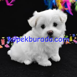Maltese terrier cinsi