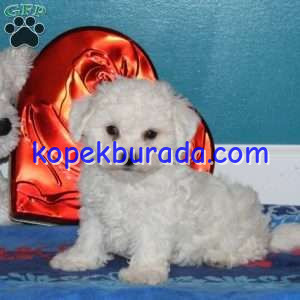 Maltese terrier cinsi